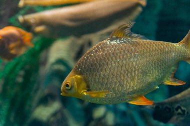 Schwanenfeldi balığı ya da akvaryumdaki Bream barbusu. Vahşi yaşam hayvanı..