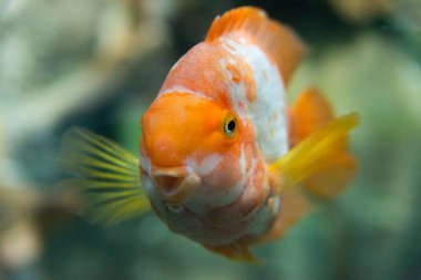 Akvaryumdaki büyük renkli Koi sazan balığı..