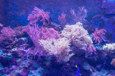 Alcyonacea Yumuşak Mercanlar: Renkli dallanan beyaz turuncu sarı renkli Gorgonya deniz yelpazesi sert sclerite iskeletleriyle.