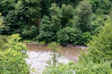 Dağ nehri yaz ormanlarında akıyor..