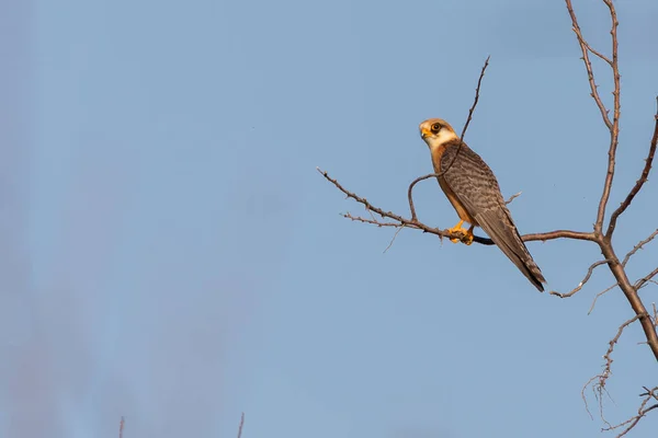 Piccolo Falco Hobby Australiano Appollaiato Sui Rami Albero Morto Contro — Foto Stock