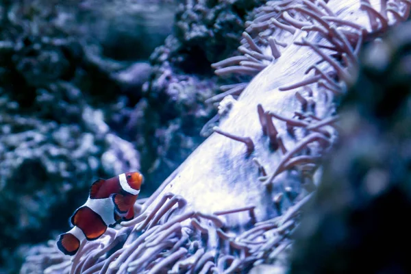 Clownfische Oder Anemonenfische Amphiprioninae Schwimmen Einer Anemone Durch Ein Tropisches — Stockfoto