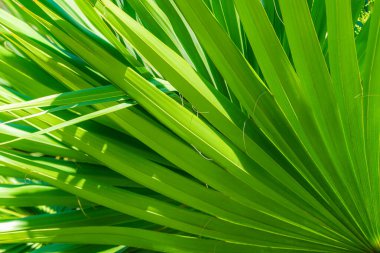 Palmiye yaprakları gölge ile dekorasyon kaynağı.