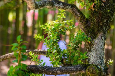Buxus çalılıkları sembolize eder - yapraklardaki detaylar ve doku.