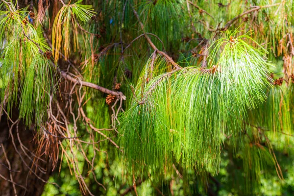 Pinus Patula Pinus Strobus Tall Med Gråtande Krona — Stockfoto