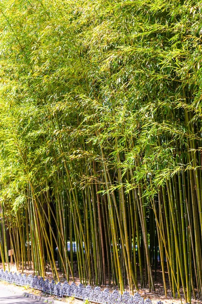 Panorama Floresta Bambu Bosque Bambu Com Arbustos — Fotografia de Stock