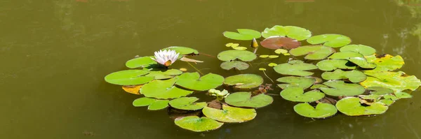 Uma Bela Flor Branca Cresce Água Uma Lagoa Lago — Fotografia de Stock