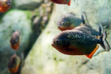 Kırmızı Göbekli Pirana ya da Pygocentrus nattereri 'ye yakın çekim.