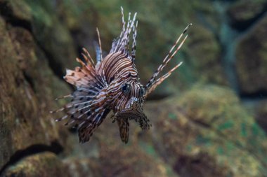 Kırmızı aslan balığı ya da vahşi doğadaki Pterois volitanları..