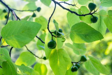 Ağaçta yeşil olgunlaşmamış incir yapraklarla çevrili..