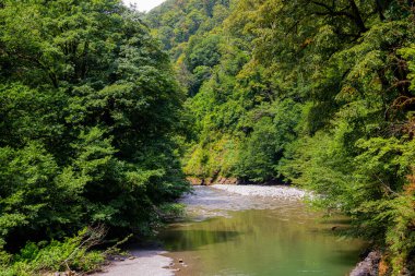 Dağ nehri yaz ormanlarında akıyor..