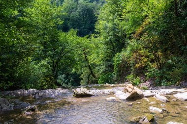 Dağ nehri yaz ormanlarında akıyor..