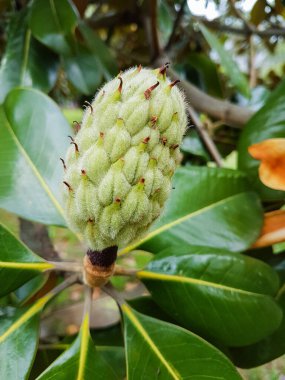 Yeşil yaprakların arasında güzel beyaz Magnolia Grandiflora çiçeği.