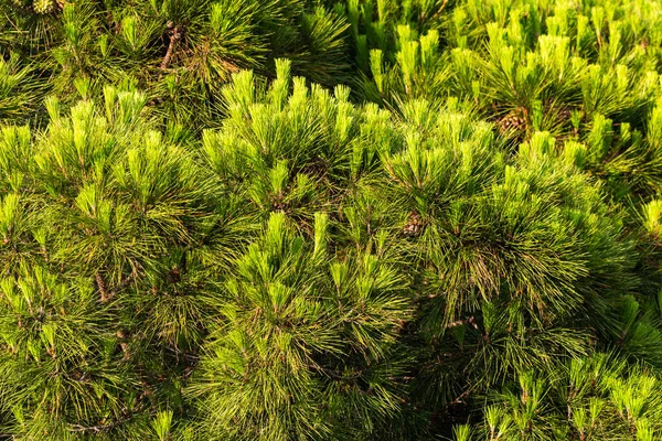 Close Van Dennentakken Achtergrondconcept Natuur — Stockfoto