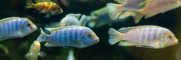 Lombardoi Mbuna Або Kenyi Cichlid Або Maylandia Lombardoi Або Maylandia — стокове фото