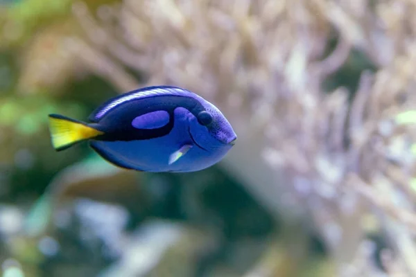 Blue tang or Paracanthurus hepatus, a number of common names are attributed to the species, including Palette surgeonfish, Regal tang.