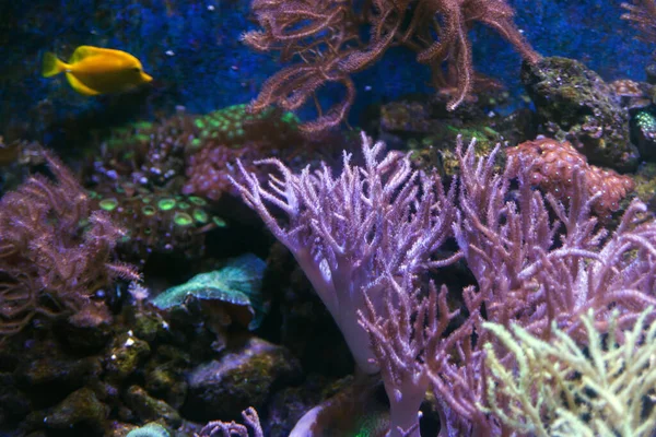 Alcyonacea Soft Corals Озил Цветущие Ветвящиеся Белые Оранжевые Желтые Цветные — стоковое фото