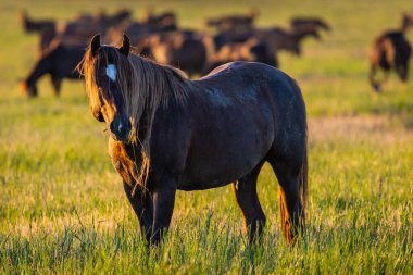 Gün doğumunda çayırda otlayan vahşi atlar. Doğadaki Özgürlük kavramı