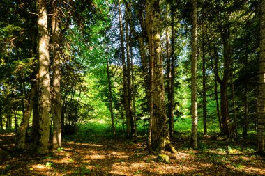 Ormanın derinliklerinde uzun ağaçlar ve güneş yaprakların arasından parlıyor..