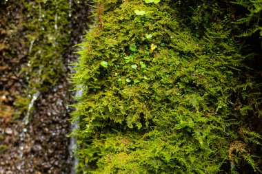 Ekoloji ve doğa. Kayalar ve nemli yeşil yosunlar arasında temiz içme suyu kaynağı.