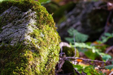Yosun kaplı taş. Güzel yosun ve liken kaplı taş. Parlak yeşil yosun arkaplanı doğada şekillenmiş. Seçici odak.