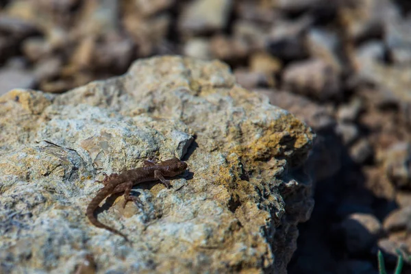 Género Gecko Parejo Alcophyllex Gecko Chirriante Naturaleza Salvaje — Foto de Stock