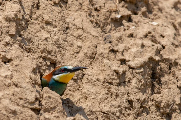 Avrupa arı yiyici ya da doğal yaşam alanında Merops Apiaster.