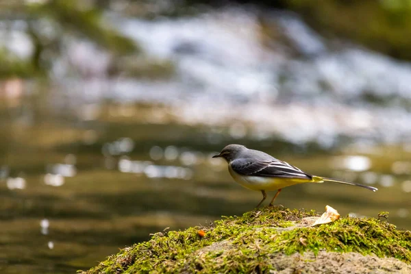 Bachstelze Auf Einem Felsen Mitten Einem Gebirgsfluss — Stockfoto