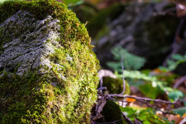 Yosun kaplı taş. Güzel yosun ve liken kaplı taş. Parlak yeşil yosun arkaplanı doğada şekillenmiş. Seçici odak.