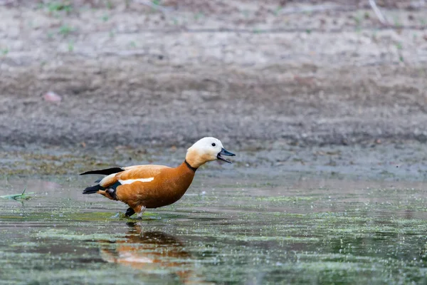 Canard Roux Femelle Dans Son Habitat Naturel — Photo