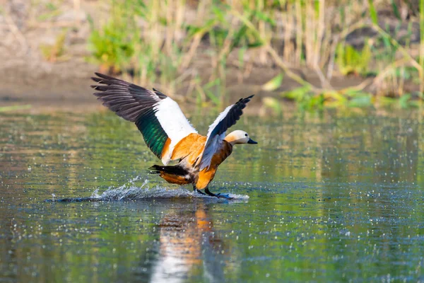 Canard Roux Femelle Dans Son Habitat Naturel — Photo