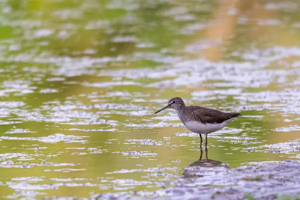 Hout Zandloper Tringa Glareola Charadrii Wilde Vogel Een Natuurlijke Habitat — Stockfoto