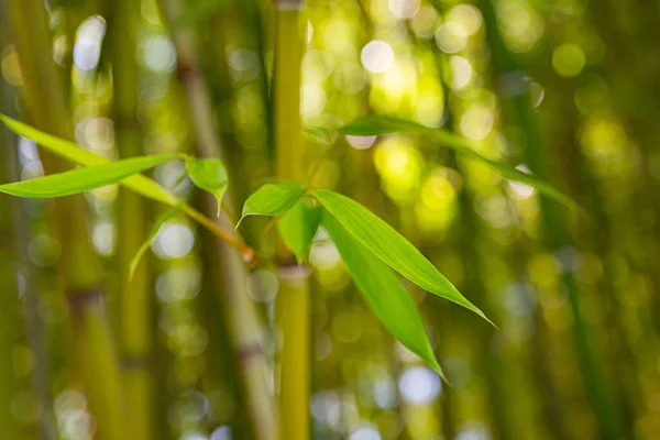 Panorama Bamboo Forest Bamboo Grove Bushes — Stock Photo, Image