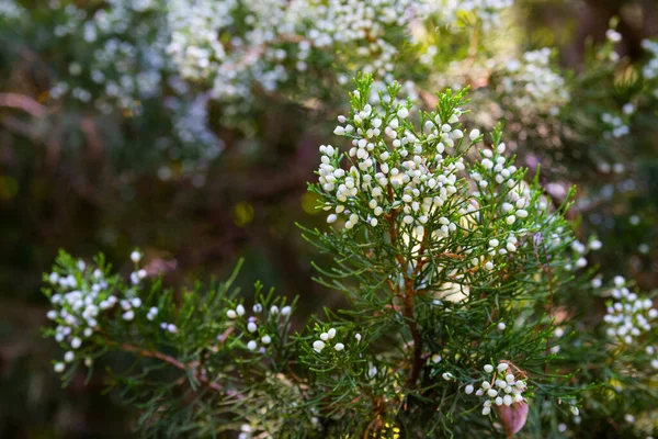 Sementes Dentro Cones Carnudos Juniper Juniperus Ramos — Fotografia de Stock