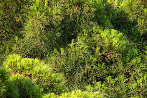 Close Van Dennentakken Achtergrondconcept Natuur — Stockfoto