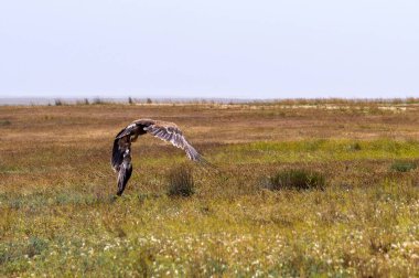 Steppe Kartalı Uçuşu veya Aquila nipalensis.