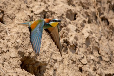 Avrupa arı yiyici ya da doğal yaşam alanında Merops Apiaster.