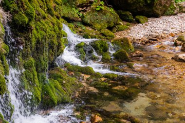 Ekoloji ve doğa. Kayalar ve nemli yeşil yosunlar arasında temiz içme suyu kaynağı.