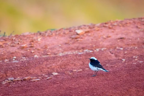 Pied Wheatear Oenanthe Pleschanka Natuurlijke Habitat — Stockfoto