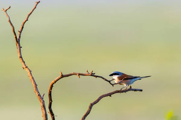 Rood Rug Shrike Lanius Collurio Vogel Wald Natuur — Stockfoto