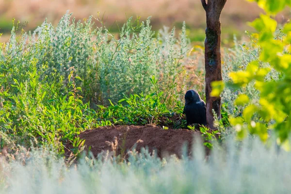 Gros Plan Oiseau Coloeus Monedula Ouest Butinant Dans Herbe Verte — Photo