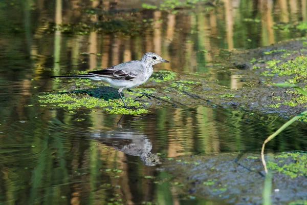 Wagtail Blanco Motacilla Alba Wagtails Género Aves Paseriformes Wagtail Una — Foto de Stock