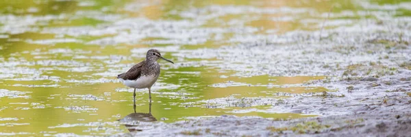 Bécasseau Des Bois Tringa Glareola Charadrii Oiseau Sauvage Dans Habitat — Photo