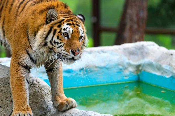 Sibirisk Tiger Panthera Tigris Altaica Även Känd Som Amur Tiger — Stockfoto