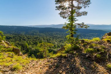 Bir çam ağacı dağın eteklerinde yetişir..