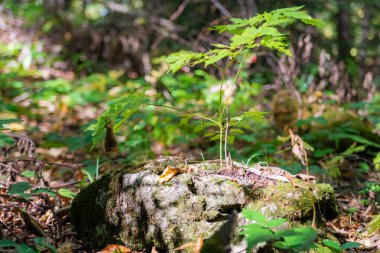 Ormandaki taşların üzerinde yetişen, bulanık arka planlı filizler..