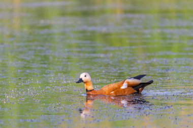 Ruddy Shelduck dişi doğal ortamında.