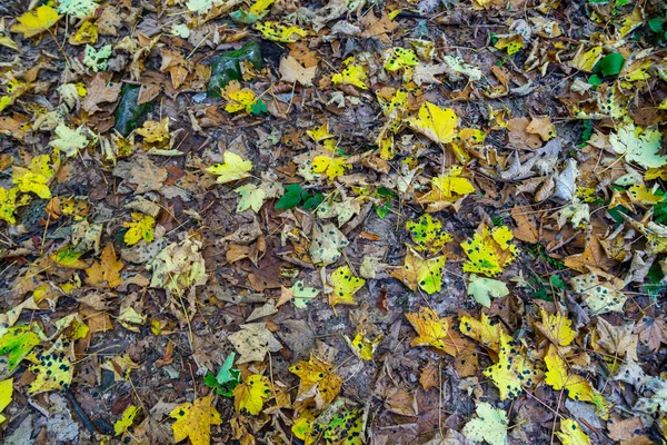 黒い酸燃焼点または酸燃焼汚れを持つ色の秋の葉 — ストック写真