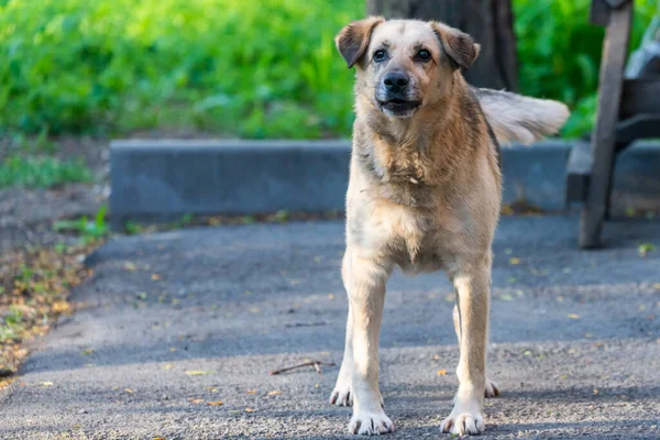 Agressieve Outbred Hond Met Donkere Oren Bewaakt Werf — Stockfoto