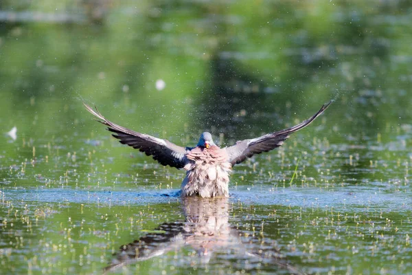 Pigeon Des Bois Sauvages Columba Palumbus Dans Eau Étang — Photo